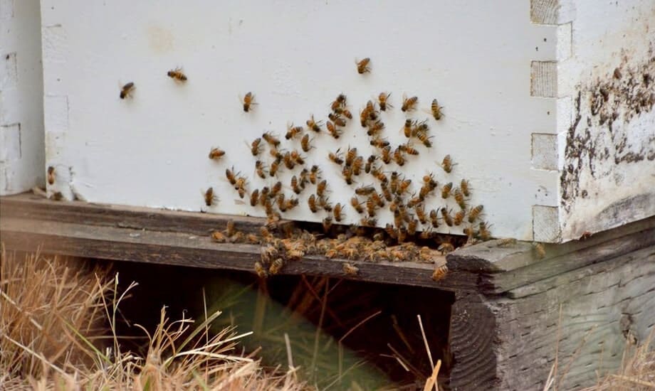 Pollinator Habitat