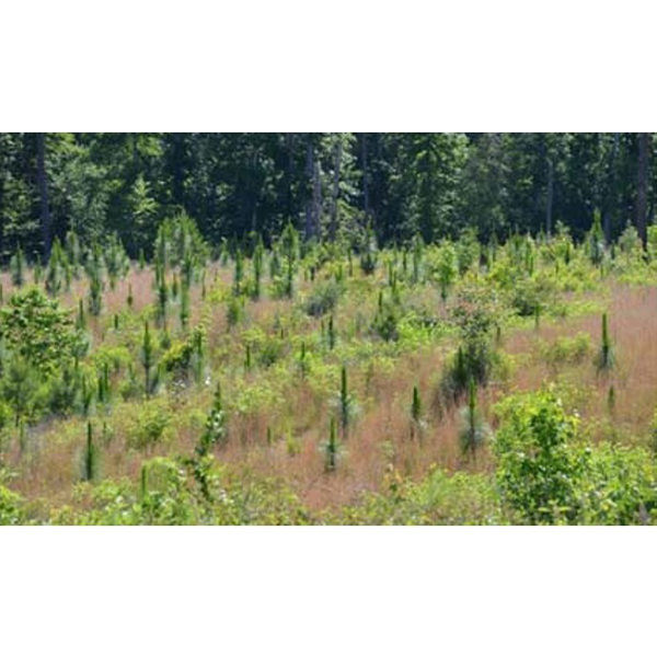 sustainable forest management resized