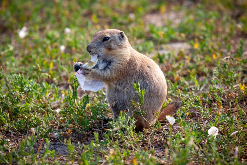 Prairie dog eating trash