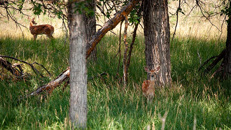 fawns shelter in the shade of a tree line on protected lands