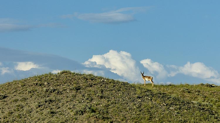 An antelope crests a hill on some protected lands