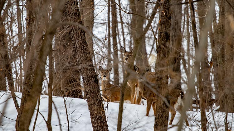 Some deer in a managed land andforest nature setting