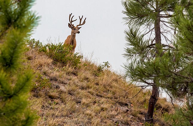 greif image buck in clearing of pine