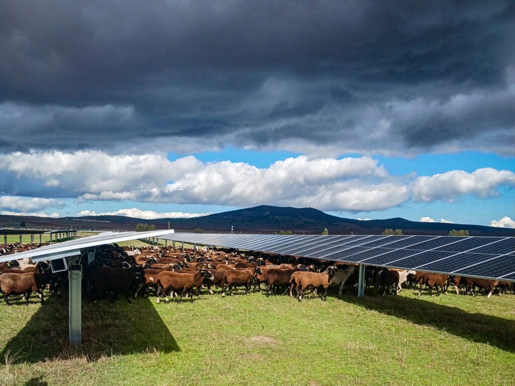cows and solar panels share a pasture