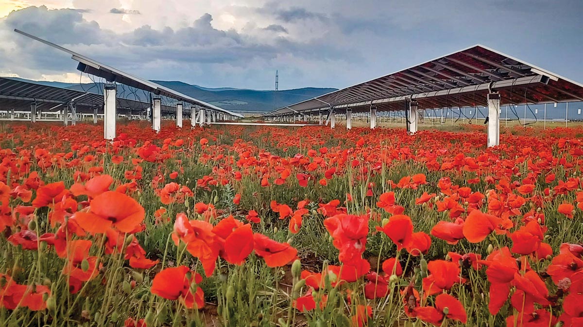 solar panels in a field of wild flowers