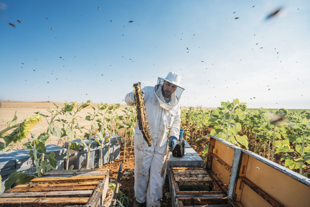 Harvesting honey