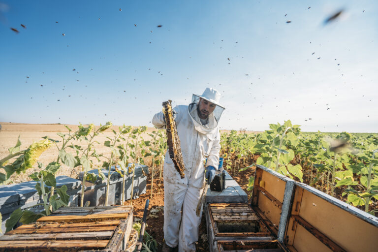 Harvesting honey
