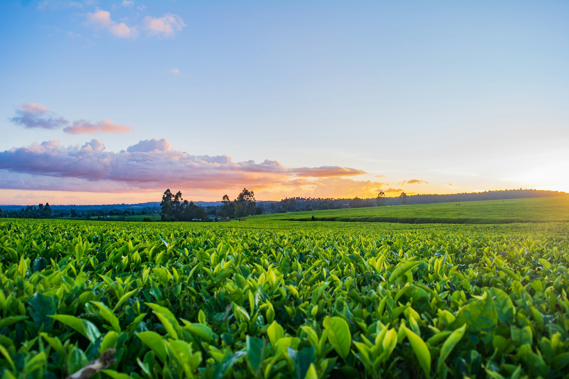 Agriculture