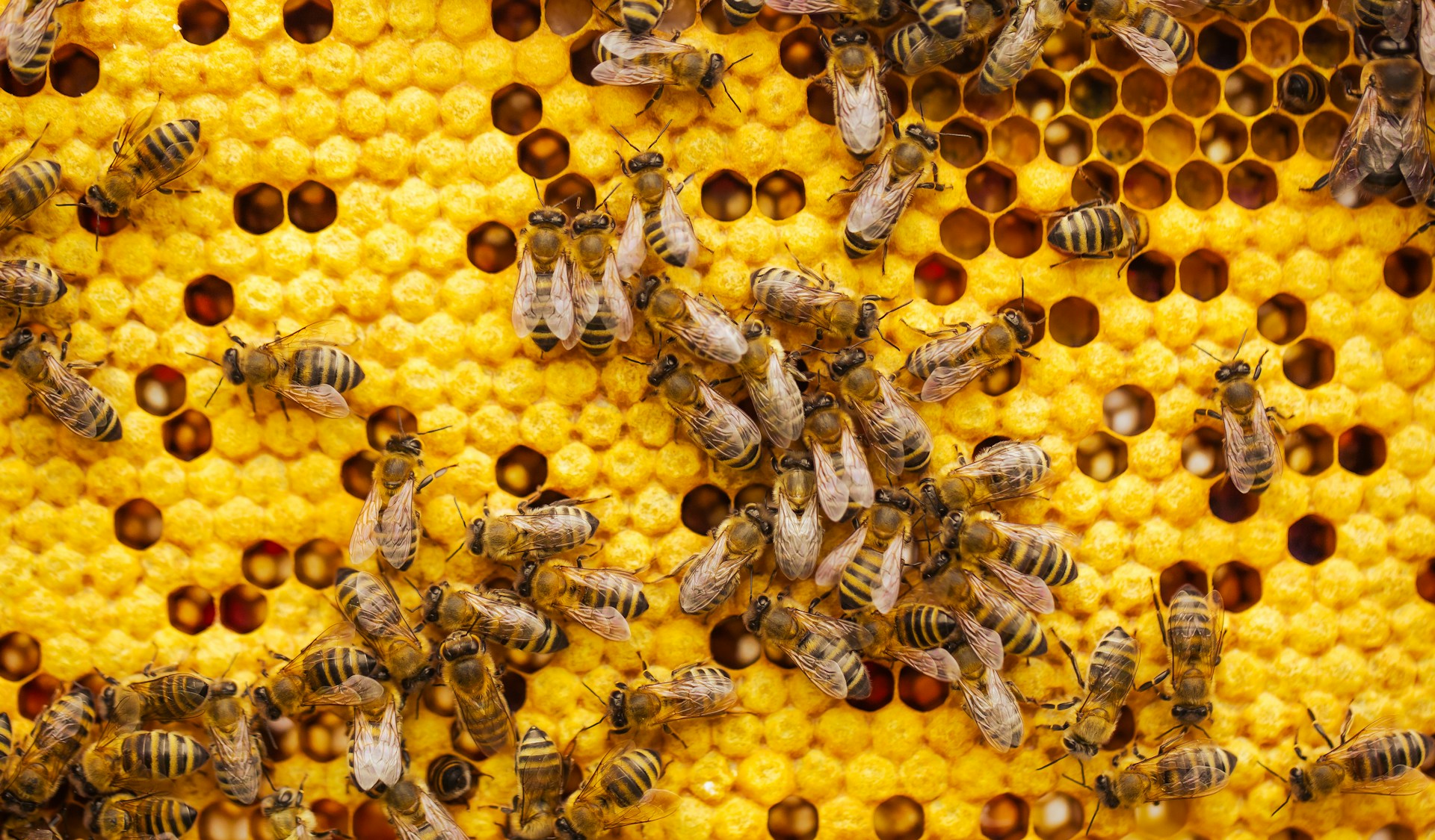 Buzz Over to See Us at Apimondia
